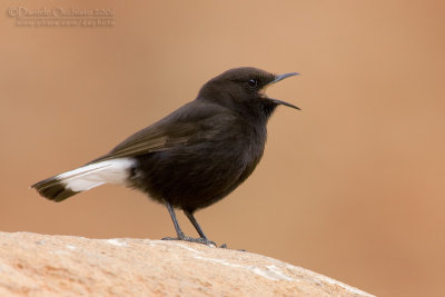 Black Weathear (Oenanthe leucura syenitica)