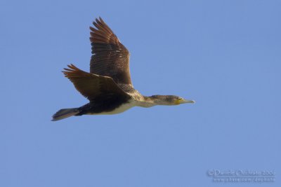 Moroccan Great Cormorant (Phalacrocorax carbo ssp maroccanus)