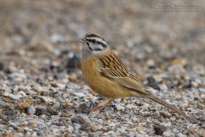 Rock Bunting (Emberiza cia )