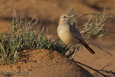 Hoopoe Lark (Alaemon alaudipes)