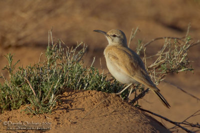 Hoopoe Lark (Alaemon alaudipes)