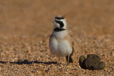 Temminck's Horned Lark (Eremophlia bilopha)