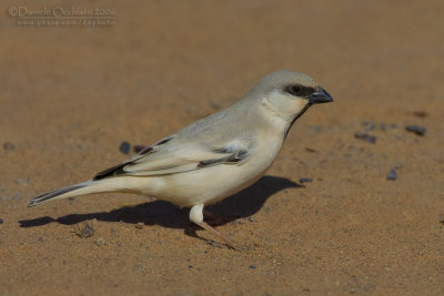 Desert Sparrow (Passera del deserto)