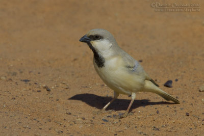 Desert Sparrow (Passer simplex saharae)