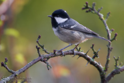 Coal Tit (Parus ater)