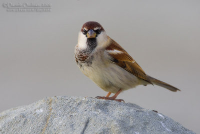 Italian Sparrow (Passera d'Italia)