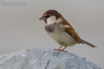 Italian Sparrow (Passer italiae)