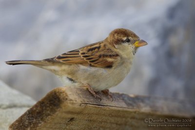 Italian Sparrow (Passer italiae)