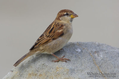 Italian Sparrow (Passer italiae)