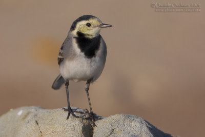 White Wagtail (Motacilla alba)