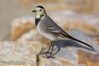 White Wagtail (Motacilla alba)