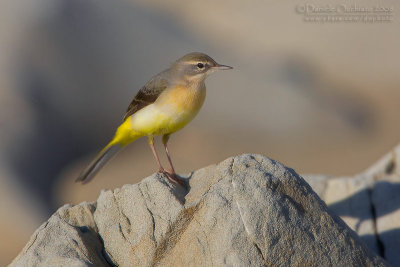 Grey Wagtail (Motacilla cinerea)