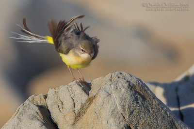 Grey Wagtail (Motacilla cinerea)