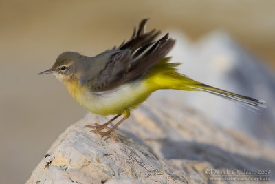 Grey Wagtail (Motacilla cinerea)