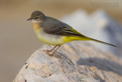 Grey Wagtail (Motacilla cinerea)