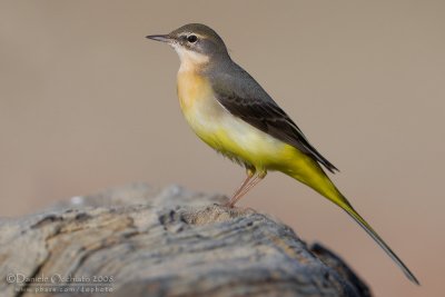 Grey Wagtail (Motacilla cinerea)