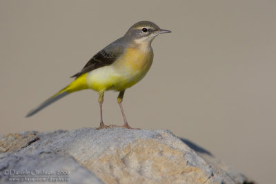 Grey Wagtail (Motacilla cinerea)