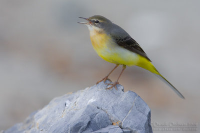 Grey Wagtail (Motacilla cinerea)