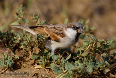 Indian Sparrow (Passero indiano)
