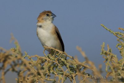 Indian Silverbill (Becco d'argento indiano)