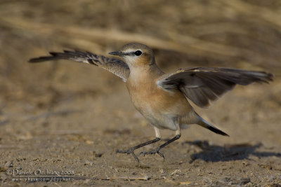 Isabelline Wheatear (Oenanthe isabellina)