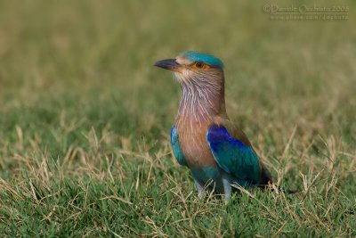 Indian Roller (Coracias benghalensis)