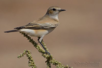 Desert Wheatear (Oenanthe deserti)