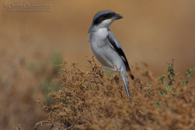 Southern Grey Shrike (Lanius meridionalis ssp aucheri)