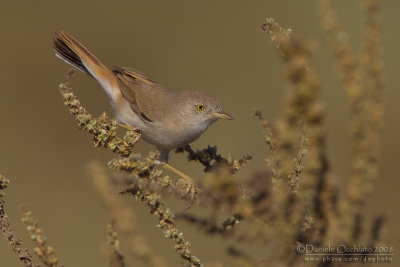 Asian Desert Warbler (Sylvia nana)