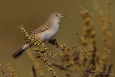 Asian Desert Warbler (Sylvia nana)