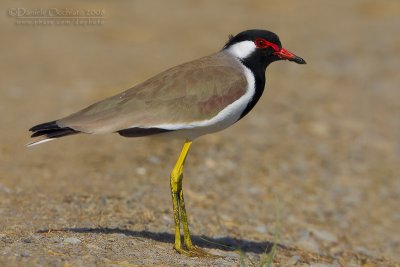 Red-wattled Lapwing (Vanellus indicus)