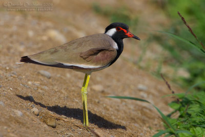 Red-wattled Lapwing (Vanellus indicus)