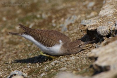 Common Sandpiper (Actitis hypoleucos)