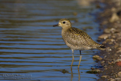 Pacific Golden Plover (Pluvialis fulva)