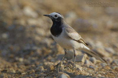 White Wagtail (Motacilla alba ssp personata)