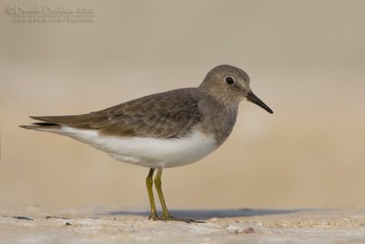 Temminck's Stint (Calidris temminckii)