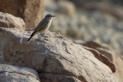 Persian Wheatear (Oenanthe chrysopygia)