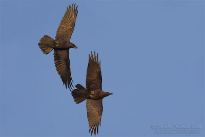 Brown-necked Raven (Corvus ruficollis)