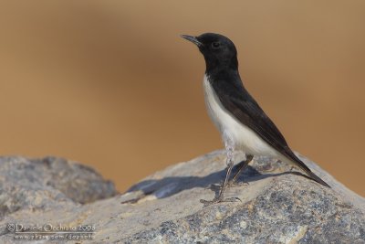 Hume's Wheatear (Oenanthe alboniger)