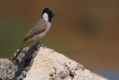 White-cheeked Bulbul (Pycnonotus leucogenys)