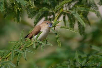 African Silverbill (Euodice cantans)
