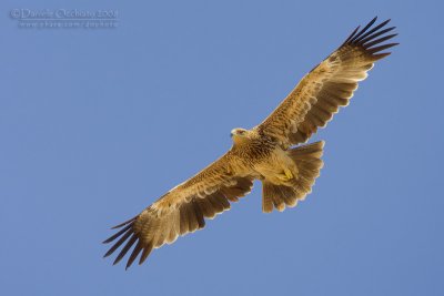 Eastern Imperial Eagle (Aquila imperiale)