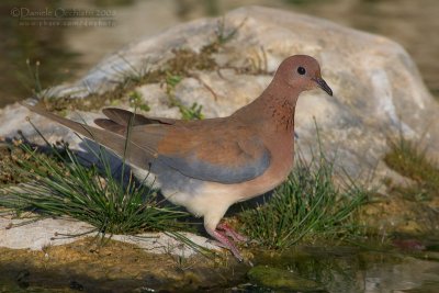 Laughing Dove (Streptopelia senegalensis)
