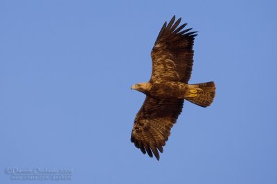 Eastern Imperial Eagle (Aquila heliaca)