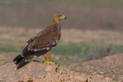 Eastern Imperial Eagle (Aquila heliaca)