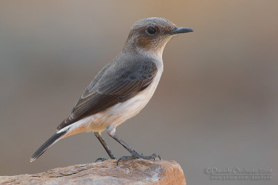 South Arabian Wheatear (Oenanthe lugentoides)