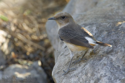 South Arabian Wheatear (Oenanthe lugentoides)