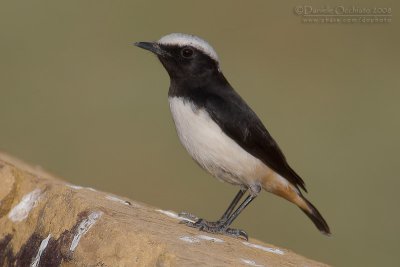 South Arabian Wheatear (Oenanthe lugentoides)