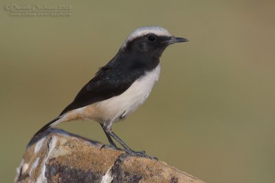 South Arabian Wheatear (Oenanthe lugentoides)