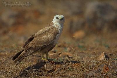 Long-legged Buzzard (Buteo rufinus)